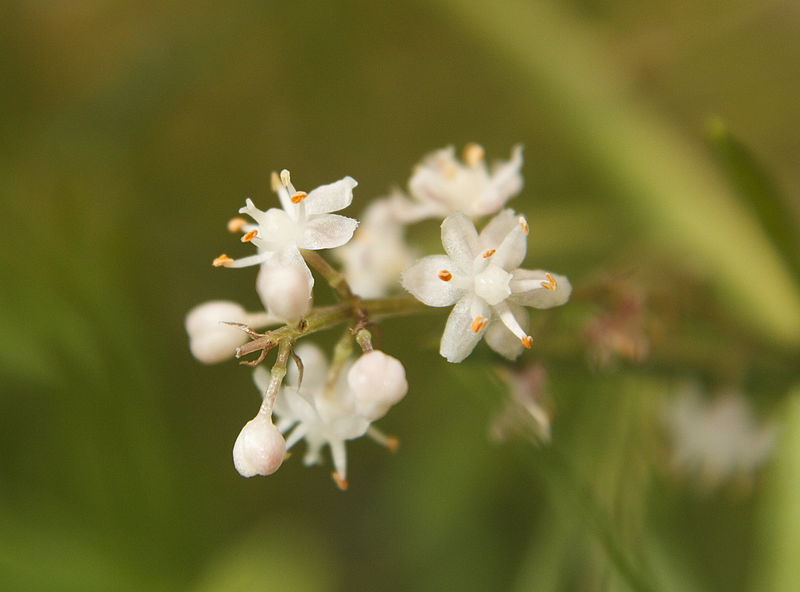 Шатавари (Asparagus racemosus)