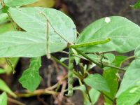 Машапарни (Teramnus labialis)
