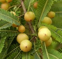 Амла (Emblika officinalis)
