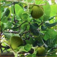 Билва (Aegle marmelos