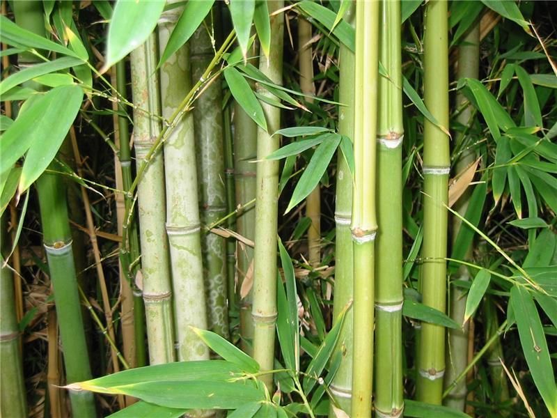 Бамбук (Bambusa arundinaceae)