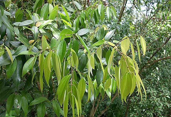 Далчини (Cinnamonum cassia)