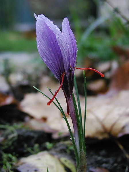 Шафран (Crocus sativus)