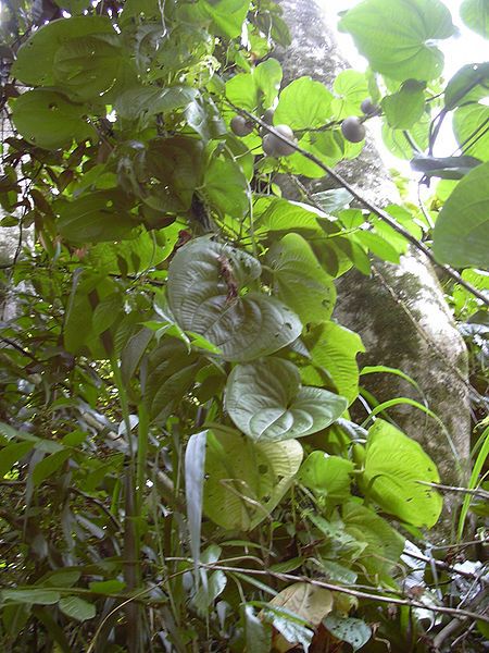 Варахиканд (Dioscorea bulbifera)