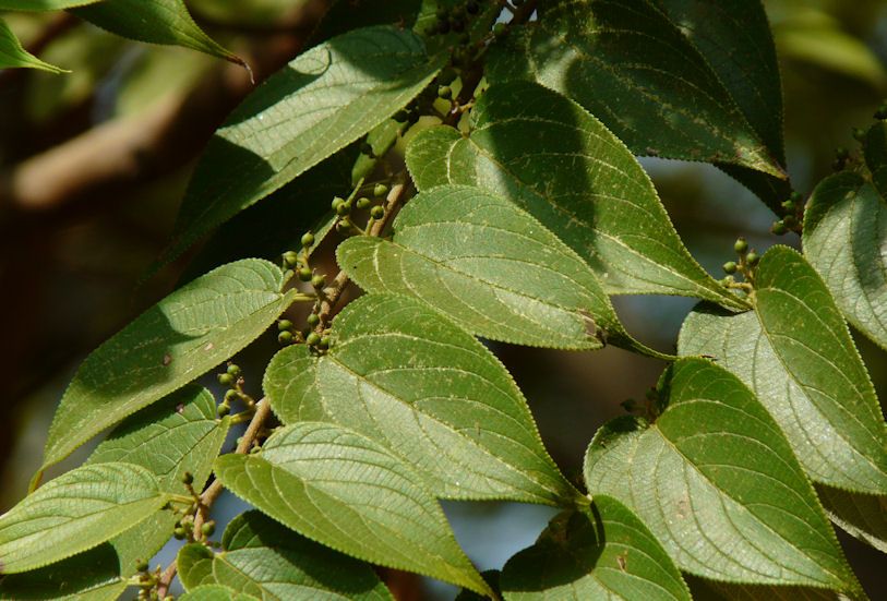 Дживанти (Leptadenia retitulata)