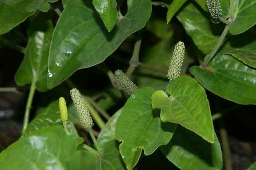 Пиппали (Piper longum)