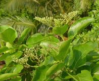 Агнимантхи (Premna integrefolia)
