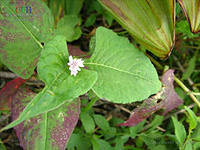 Bpuxamu (Solanum indicum)