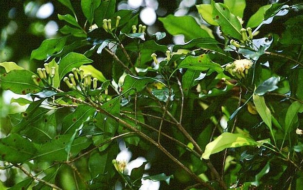 Лаванга (Syzygium aromaticum)