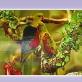 Картина голографическая два зеленых попугая 40*60см A293-1JI-A1022