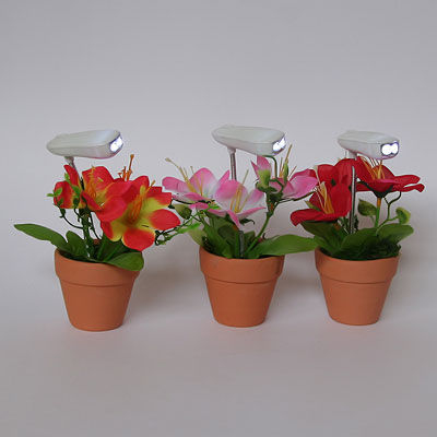 Ночник три цветка A92 в горшочке h=16sm